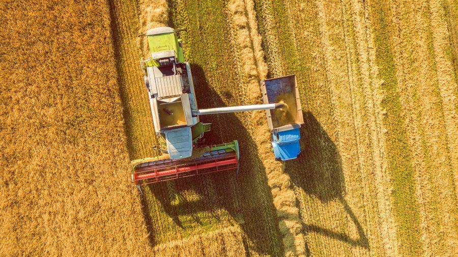 Lowest barley in 11 years as wheat gains ground, Defra data shows