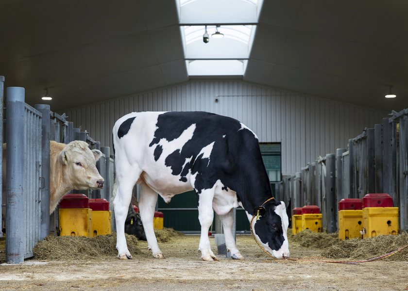UK-bred DeNovo Coyote P tops December Holstein genome rankings