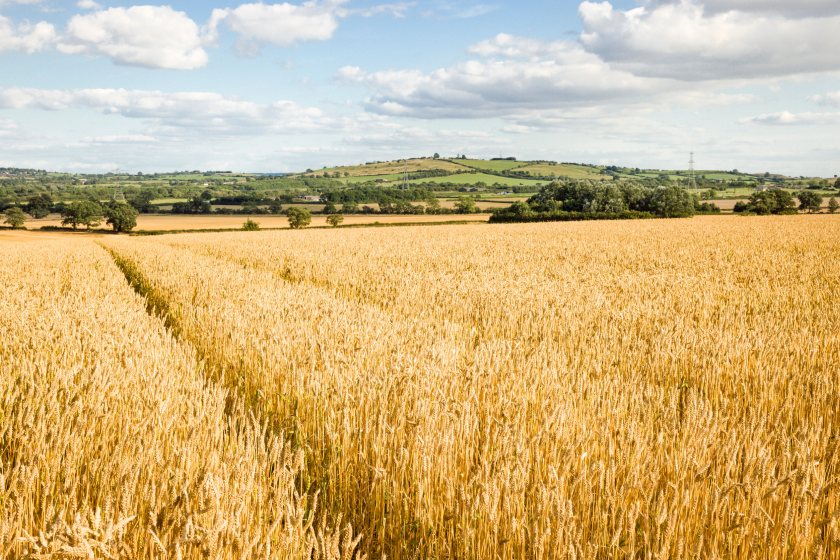 £21.5m support for agricultural innovation as new crops and technologies head to the fields