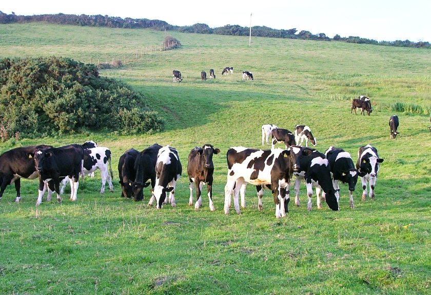 NFU Cymru warns of £100m loss to local economy due to dairy recession