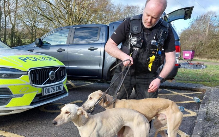 9 dogs detained and 10 dogs seized in rabbit chase