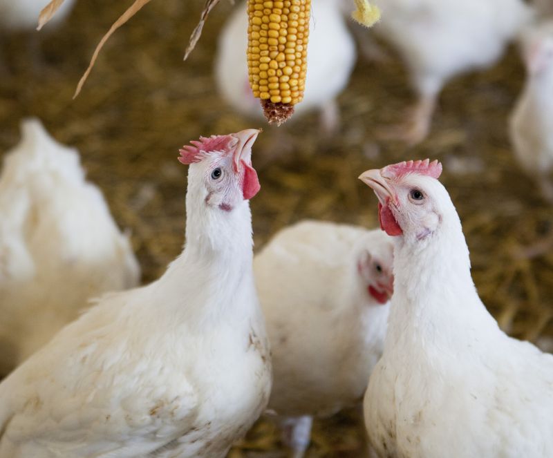 Battle of fast-growing breeds erupts as companies end Better Chicken commitments