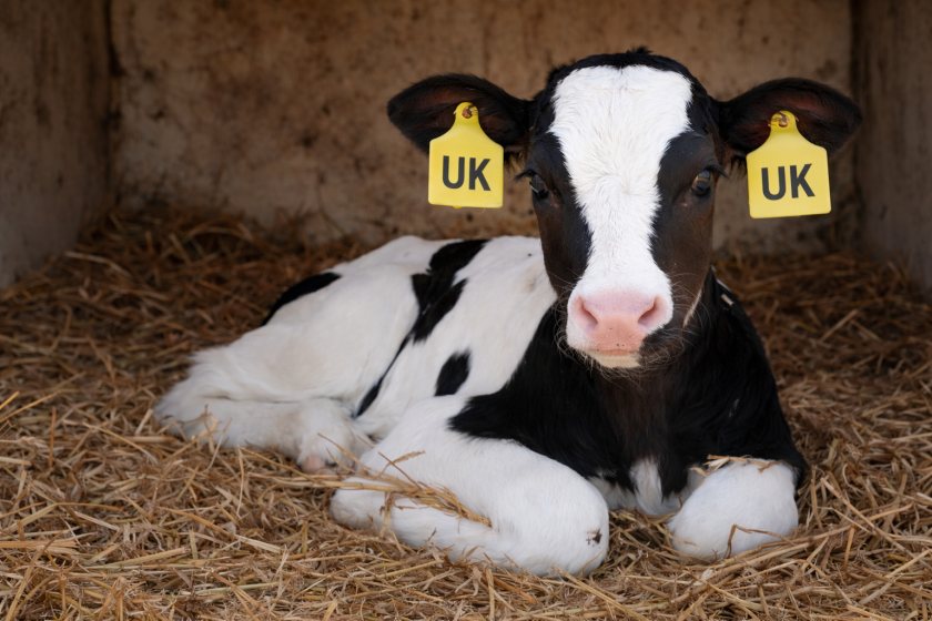 Northern Ireland farmers given days to respond to calf tagging reform