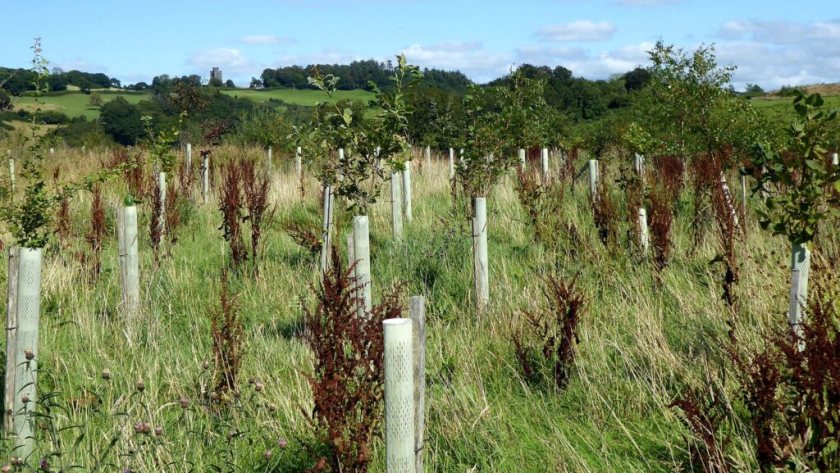 Welsh Government increases forestry subsidy with £825 per hectare incentive